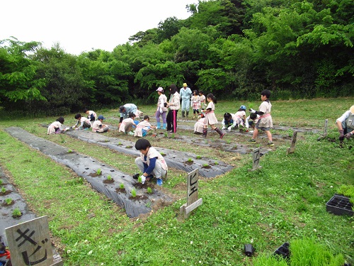 苗植え